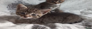 Kitten 2 - Tabby
