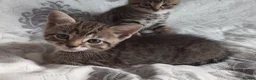 Siberian cats for sale: 4 kittens for sale - Advert 40