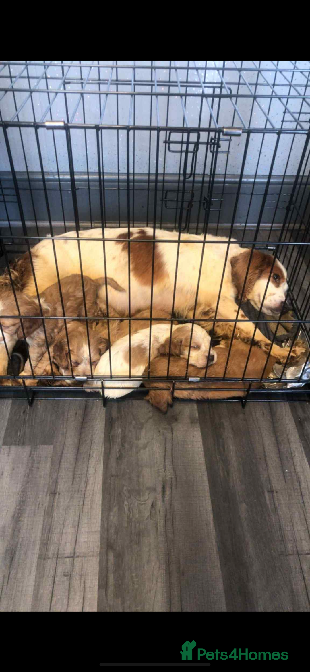 Cocker Spaniel dogs for sale: Beautiful cocker spaniel puppies  - Image 6