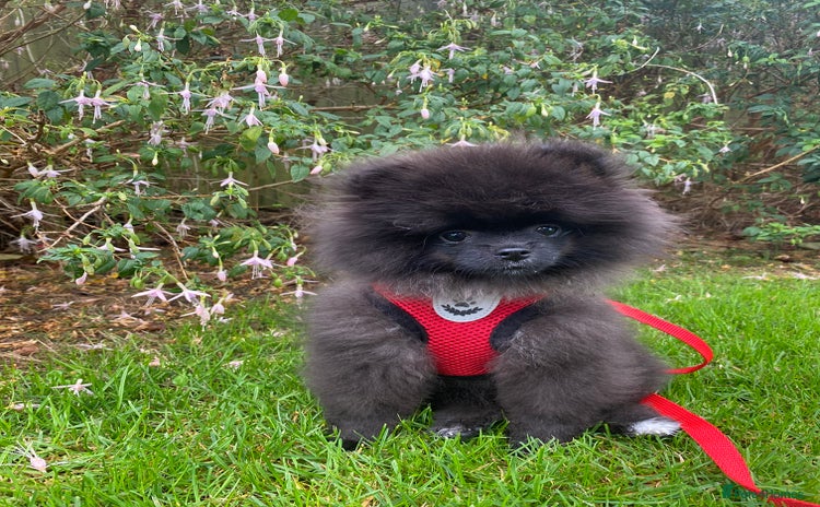 Pomeranian dogs - Advert 1