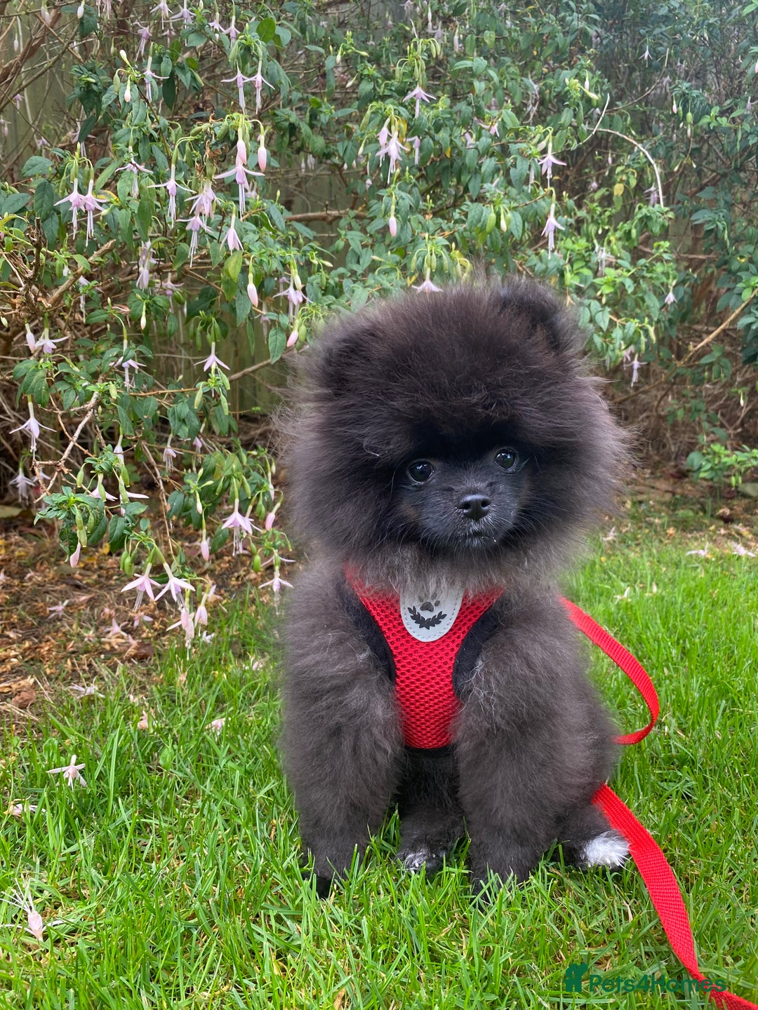 Pomeranian dogs for sale: Beautiful boy Pomeranian puppy 💙 - Image 1