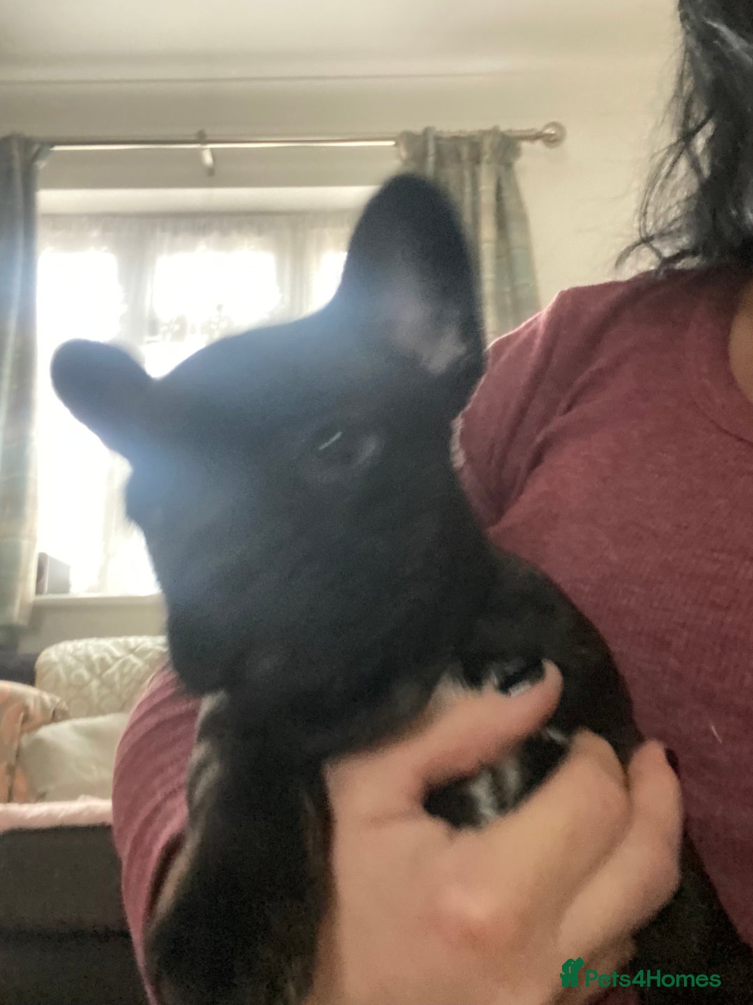 French Bulldog dogs for sale: Adorable male french bulldog pup ready now!!  - Advert 8