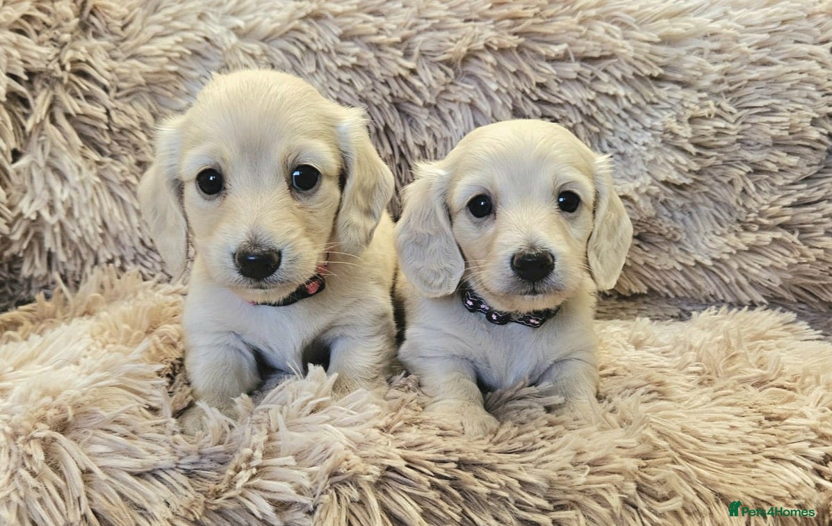 Miniature Dachshund dogs Beautiful long haired mini dachshunds - Advert 3