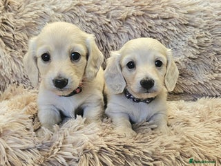 Miniature Dachshund dogs Beautiful long haired mini dachshunds - Advert 3