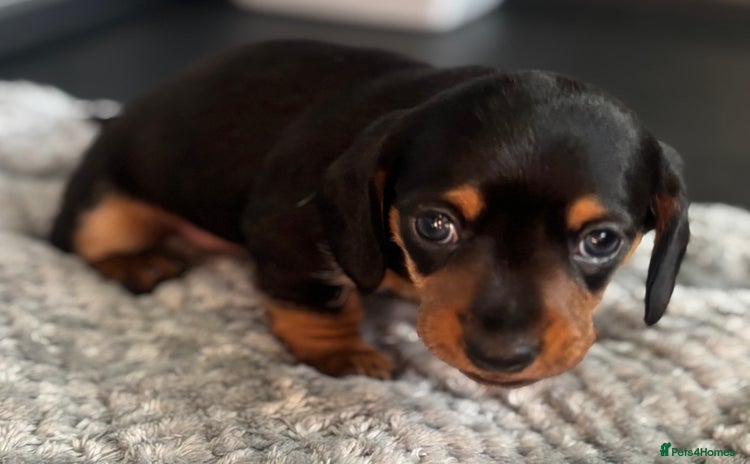 Miniature Dachshund dogs - Advert 14