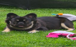 French Bulldog dogs for sale: Fluffy frenchie for sale  - Image 1