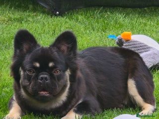 French Bulldog dogs for sale - Advert 1