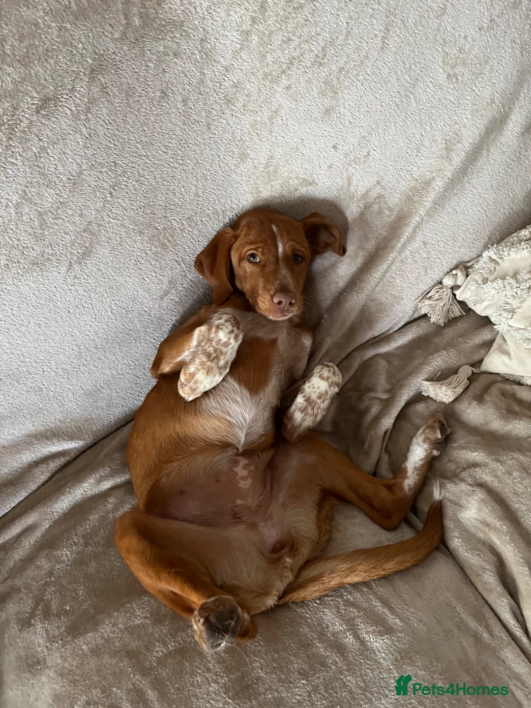Mixed Breed dogs for sale: Visla mix  - Advert 1