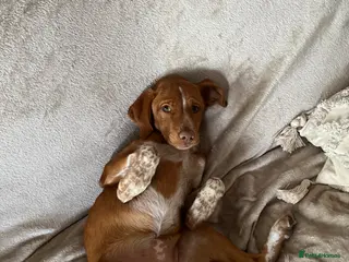 Mixed Breed dogs Visla mix - Advert 1