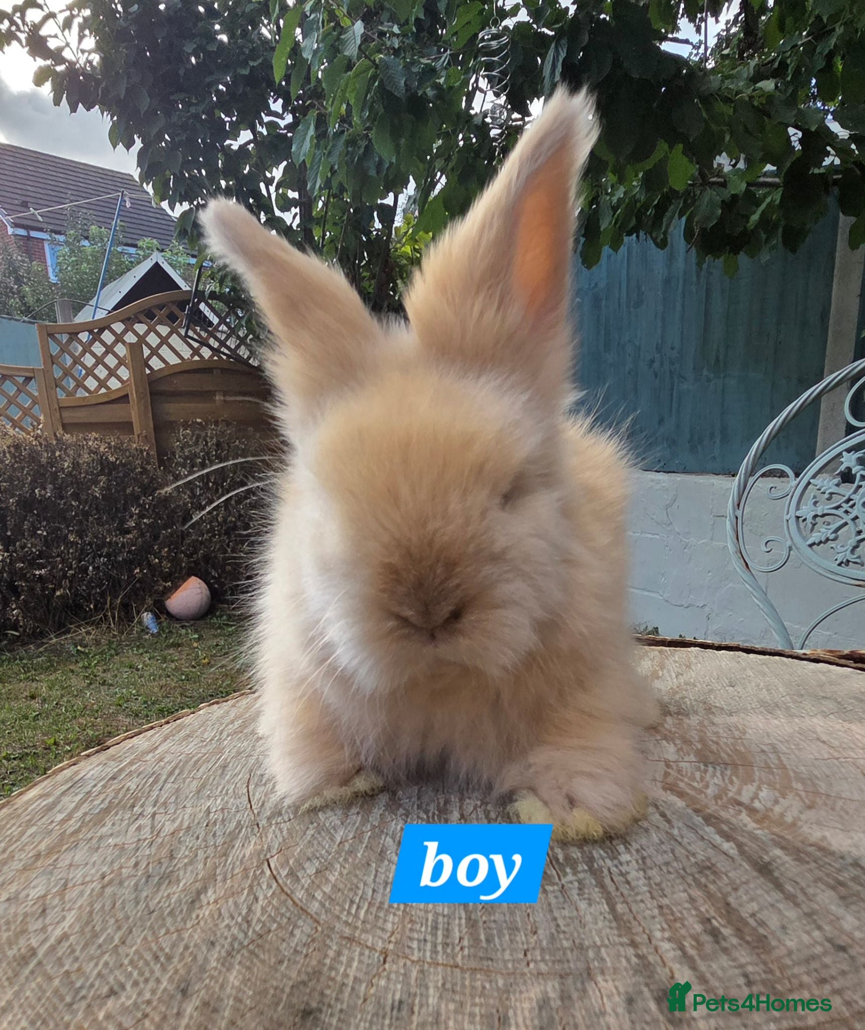 Angora rabbits  Super fluffy baby teddywidders  - Advert 2