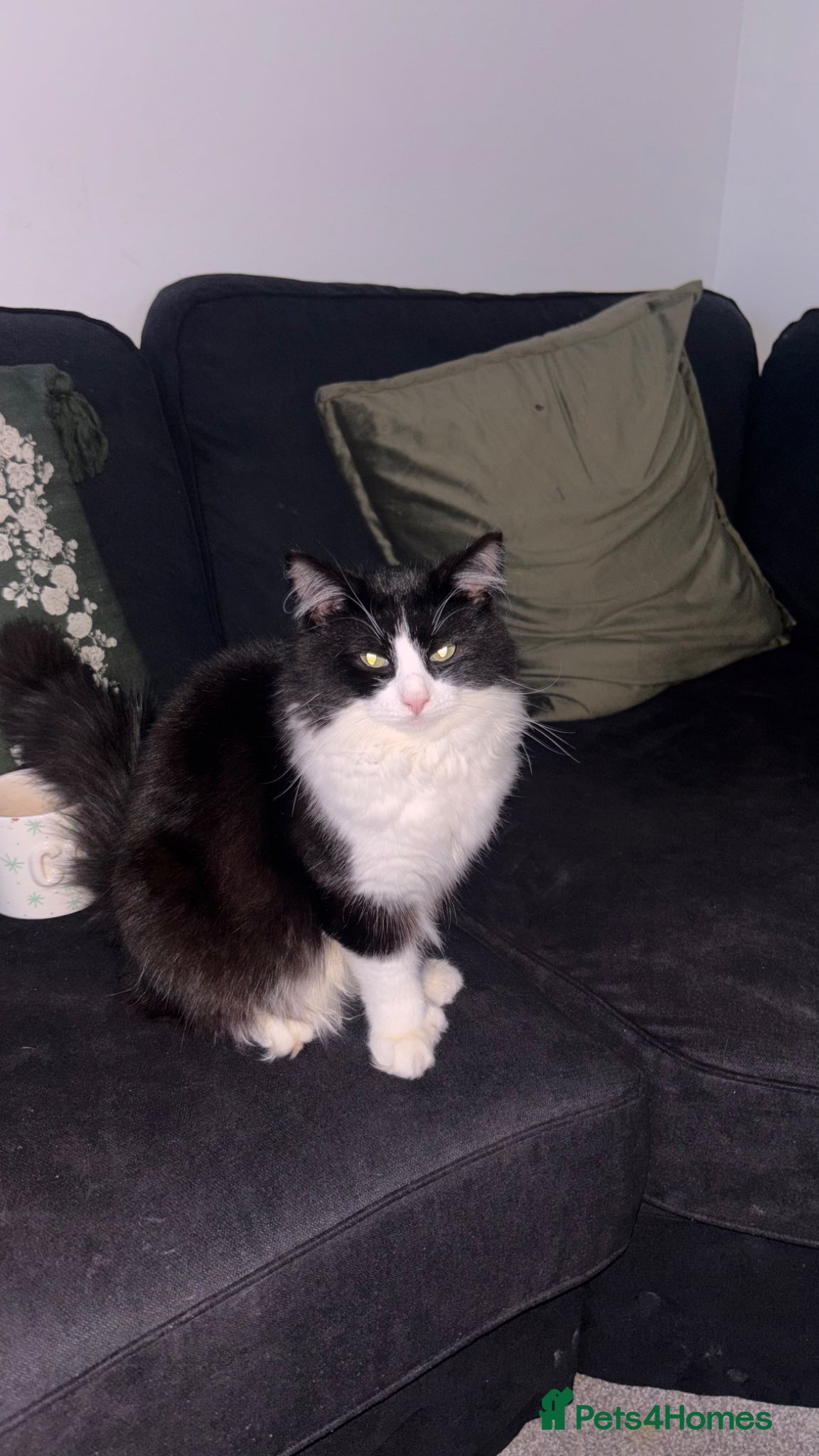 Ragcoon cats for sale: Maine coon x ragdoll polydactyl male  - Advert 1