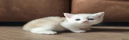 Munchkin cats for sale: Scottish Kilts ( MUNCHKIN FOLD) kittens 😸  in Gloucester - Advert 14