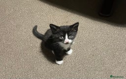 Mixed Breed cats for sale: Three energetic kittens: Noodle, Peanut and Daisy - Advert 37