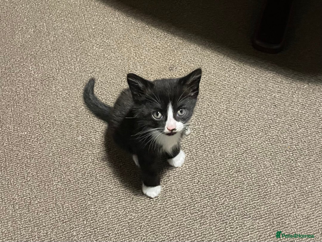 Mixed Breed cats for sale: Three energetic kittens: Noodle, Peanut and Daisy - Advert 37