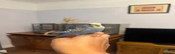 Budgerigars birds for sale: Hand Tame Baby Budgies - Advert 4