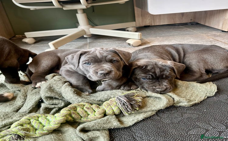 Cane Corso dogs - Advert 13