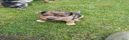 Jack Russell dogs for sale: Jack Russell Puppies  - Advert 4