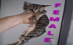 Mixed Breed cats for sale: 10 week old kittens available  - Image 8