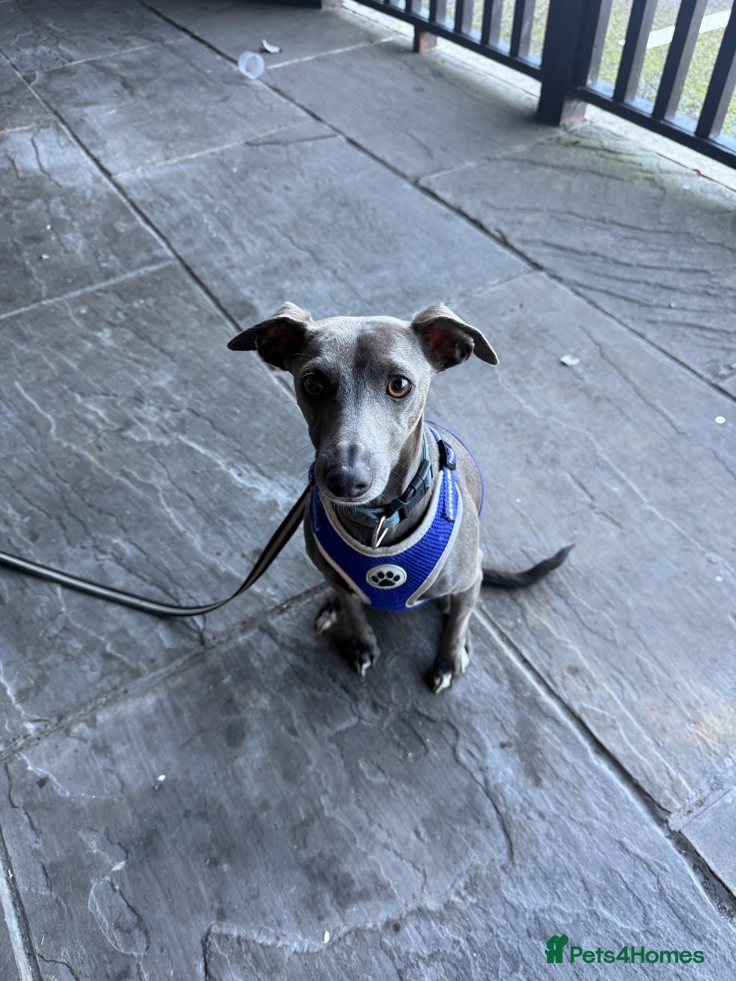 Italian Greyhound dogs Italian greyhound for stud  - Advert 4