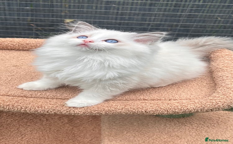 Ragdoll cats in London - Advert 4
