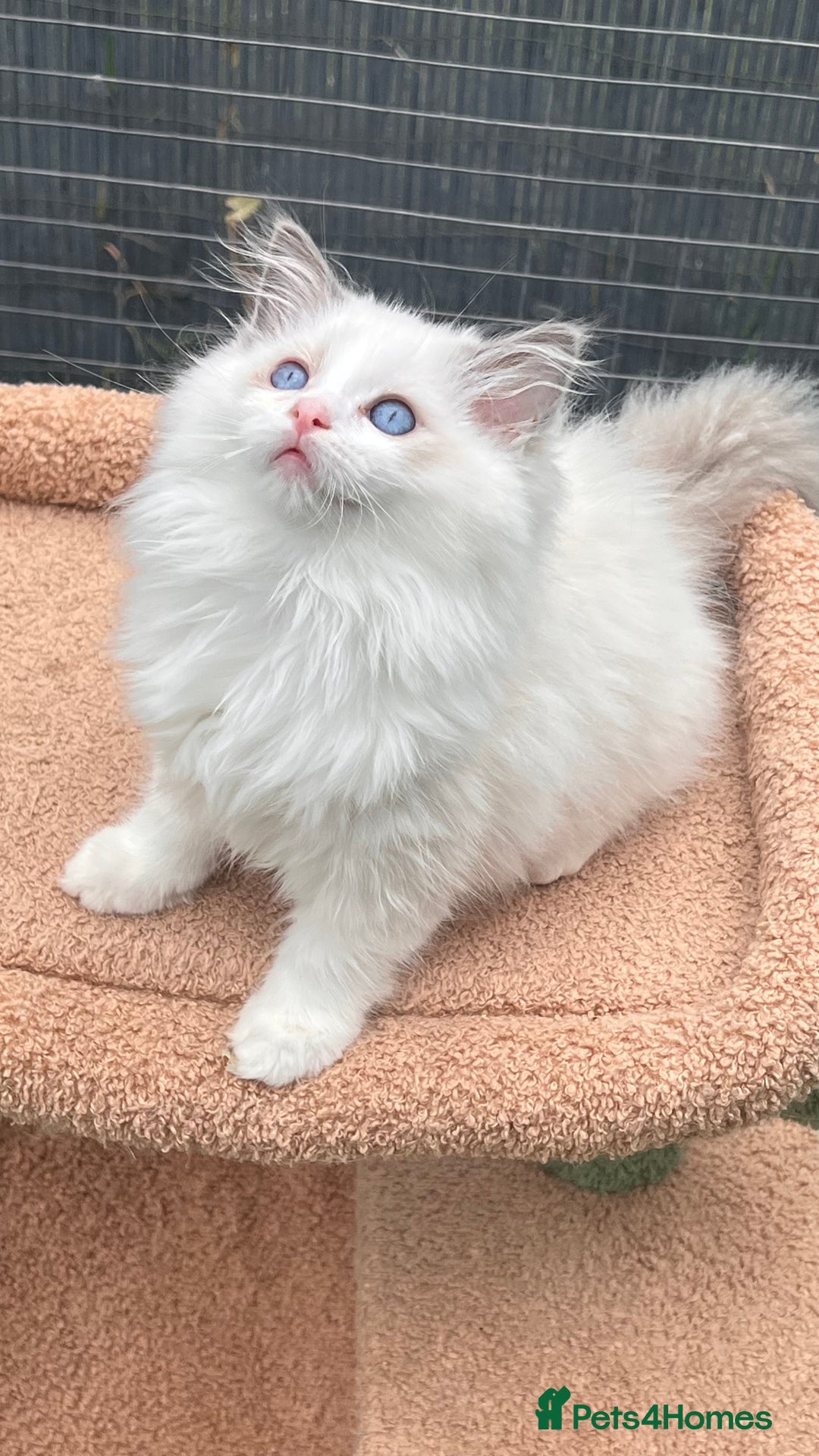 Ragdoll cats for sale: TICA EU pure Ragdoll boys & girls available  in London - Image 1