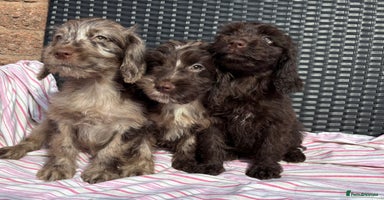 Cockapoo dogs - Advert 4