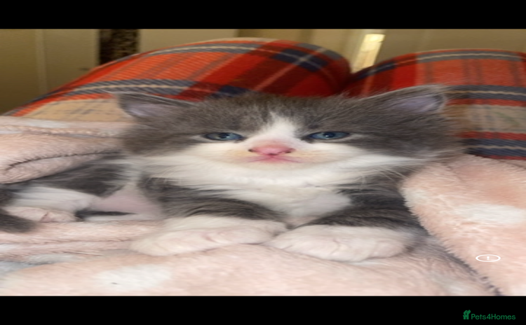 Mixed Breed cats - Advert 2