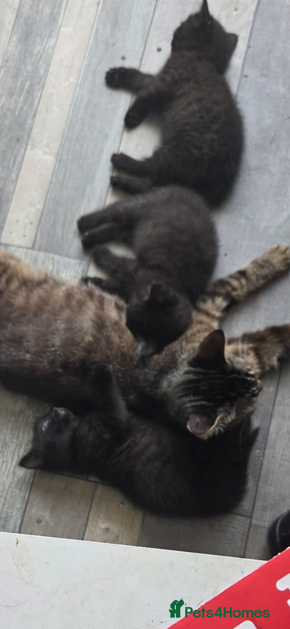 Mixed Breed cats Kittens - Advert 1