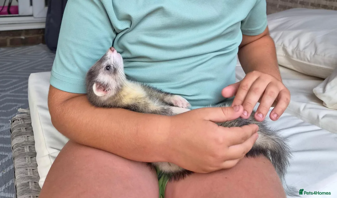 Ferret rodents for sale: 2 x Ferretts (Girls) in Maidstone - Advert 3
