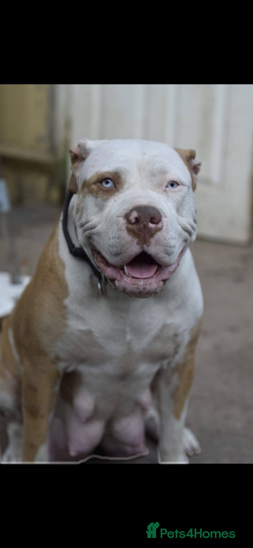 American Bulldog dogs American bulldog - Advert 18