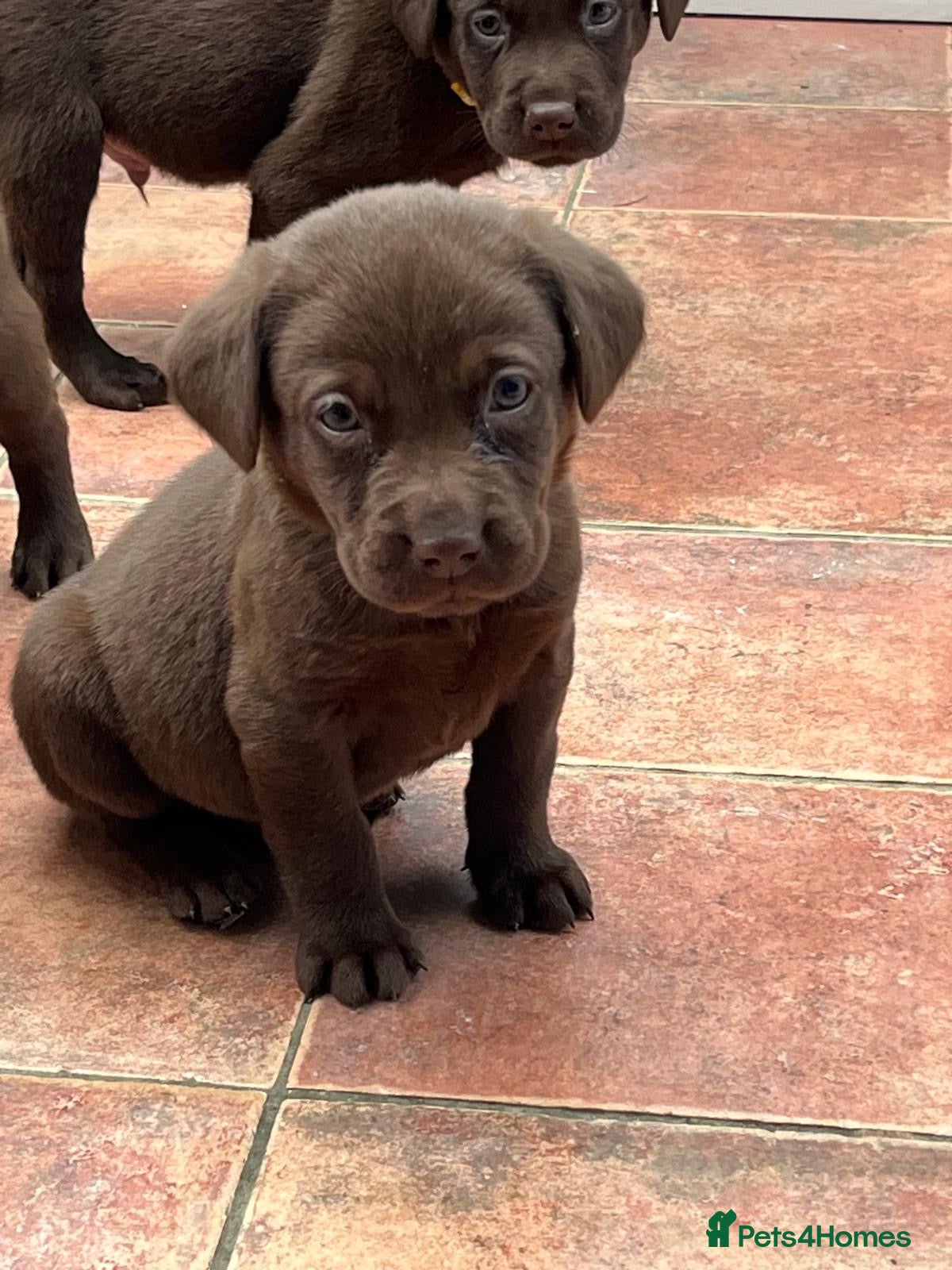 Labrador Retriever dogs for sale: Chocolate Labrador Puppies Boys only - Advert 14