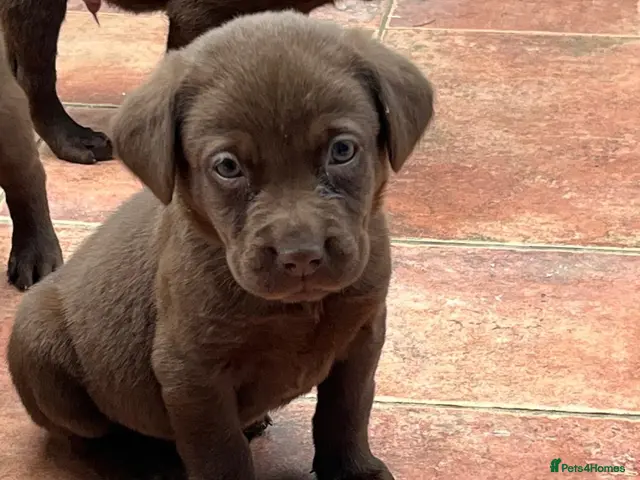 Labrador Retriever dogs for sale: Chocolate Labrador Puppies Boys only - Advert 14