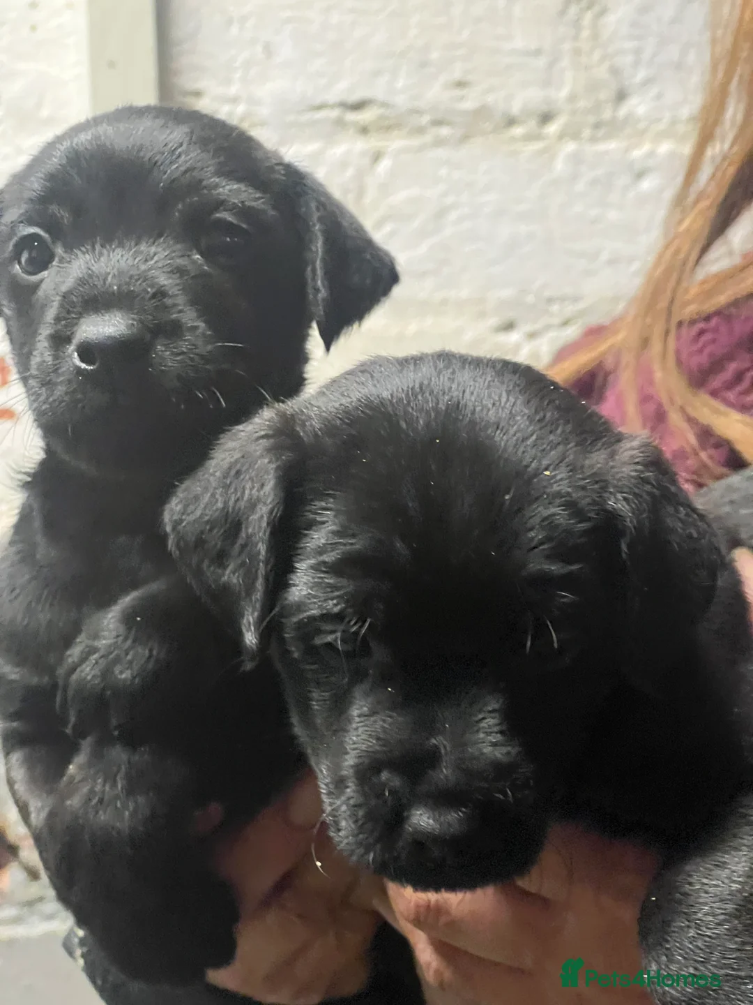 Mixed Breed dogs for sale: Litter of Patterdale x Lakeland terrier - Advert 6