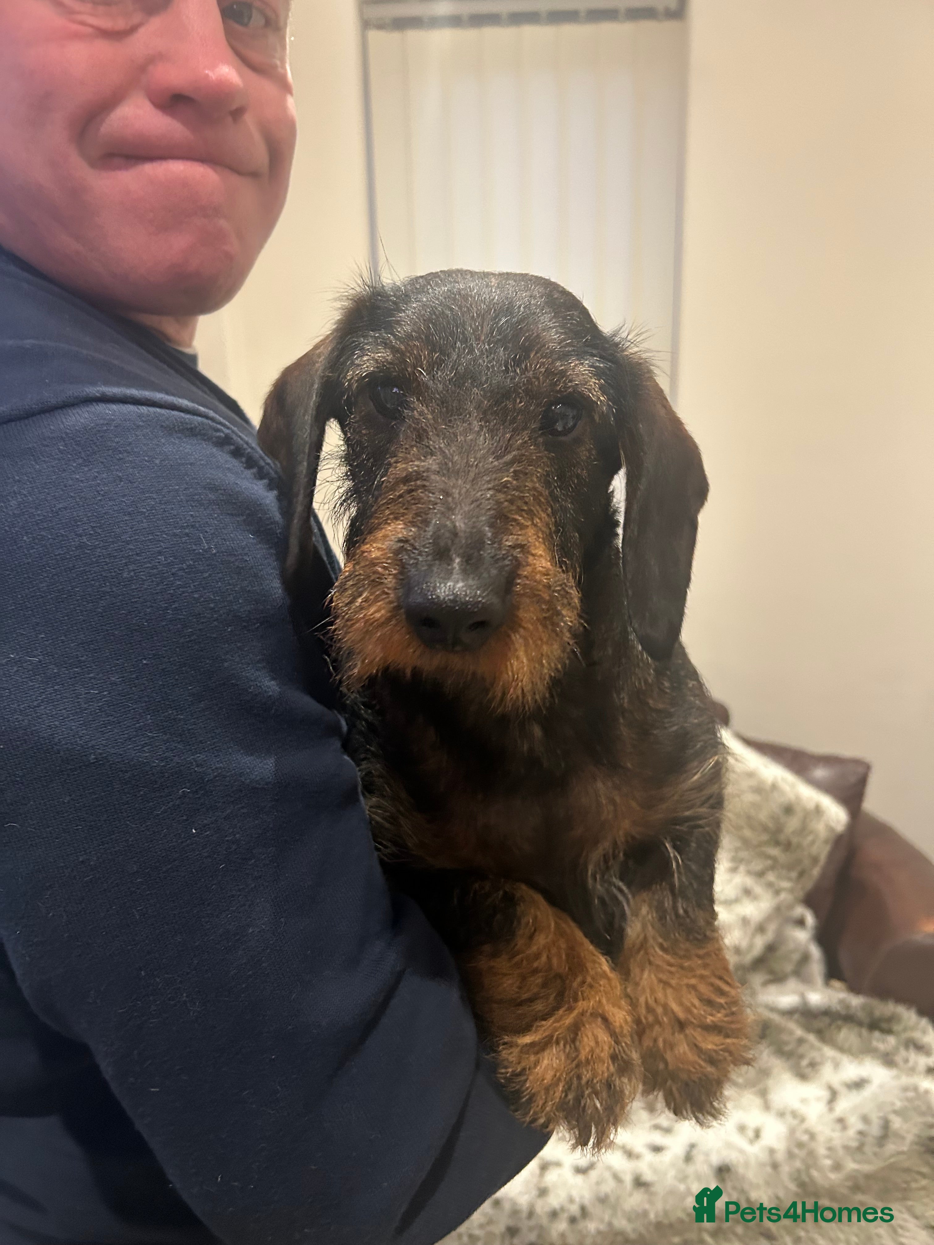 Dachshund dogs Litter of 3 wired haired daushaund tackles  - Advert 2