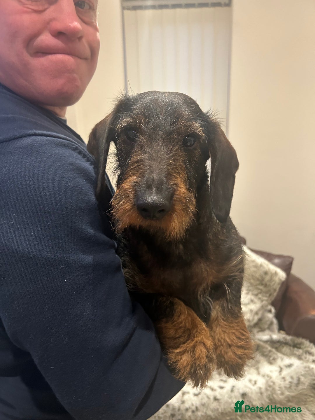 Dachshund dogs for sale: Litter of 3 wired haired daushaund tackles  - Advert 1