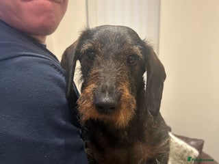 Dachshund dogs Litter of 3 wired haired daushaund tackles - Advert 2