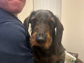 Dachshund dogs Litter of 3 wired haired daushaund tackles - Advert 4