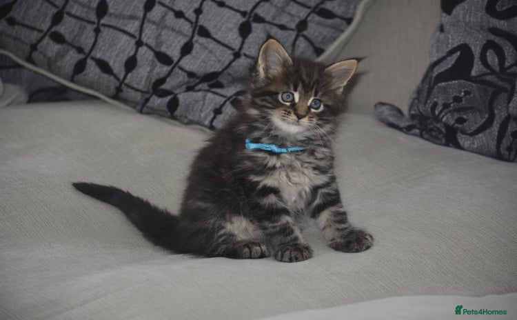 Maine Coon cats - Advert 3