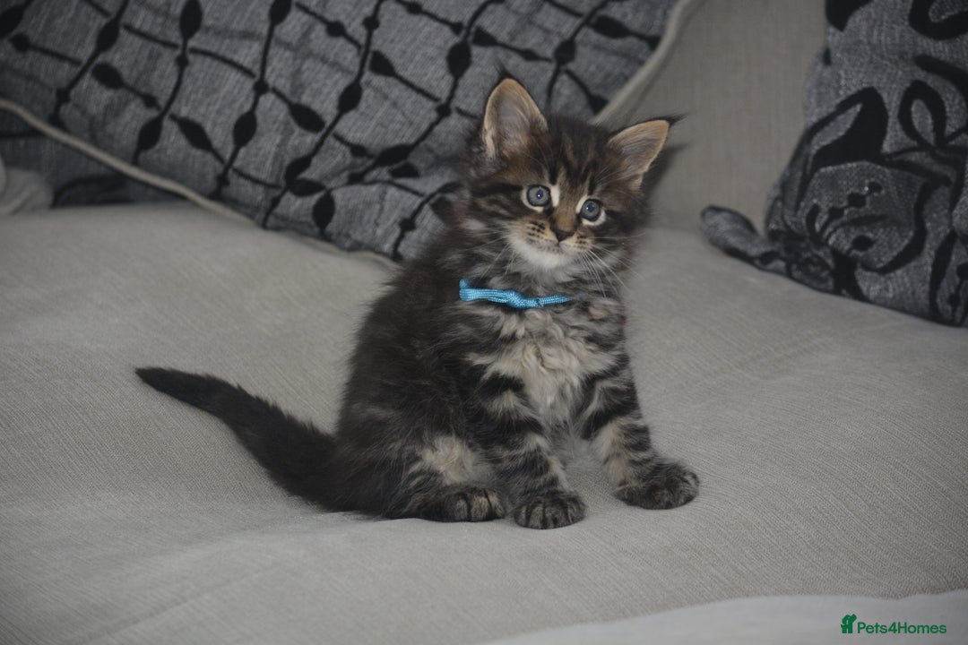 Maine Coon cats for sale: Maine Coon kittens World Champion bloodline ❤️ - Image 1