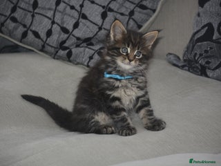 Maine Coon cats - Advert 20