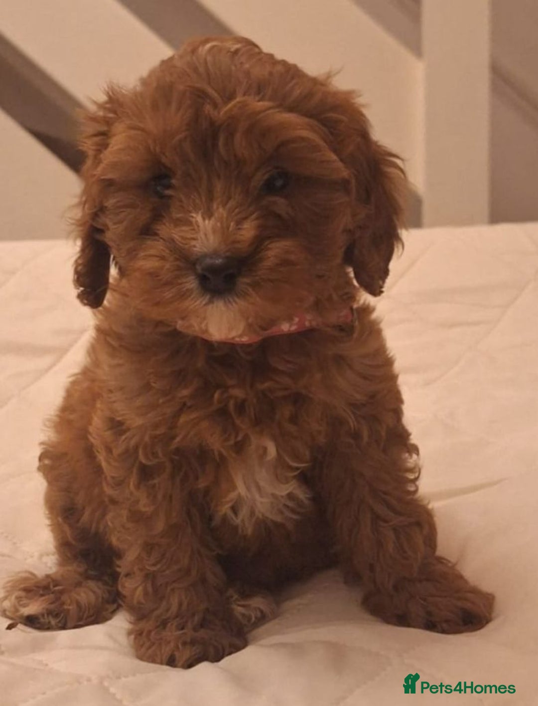 Cavapoo dogs for sale: Beautiful F1 Cavapoos - Advert 7