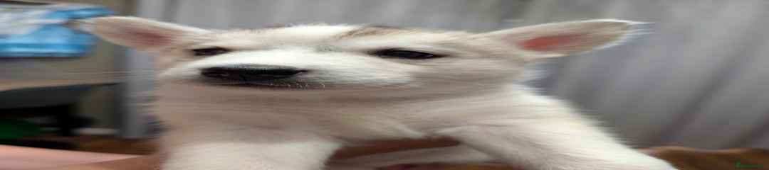 Siberian Husky Puppy 6
