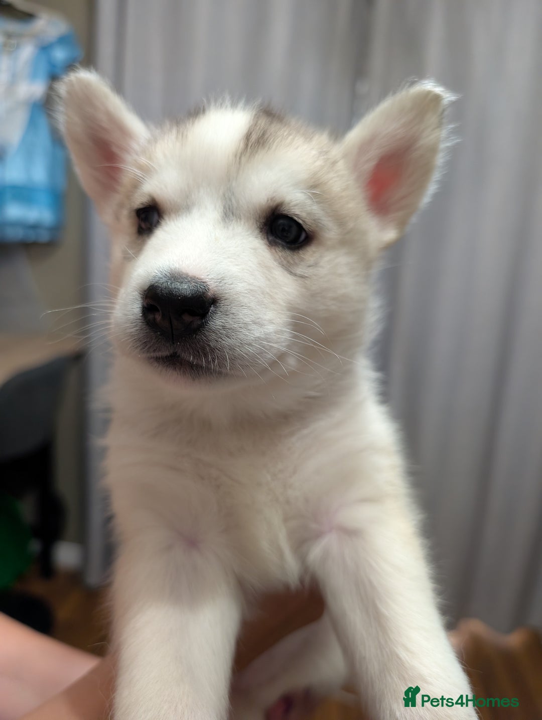 Siberian Husky dogs for sale: Stunning Siberian husky puppies - Image 17