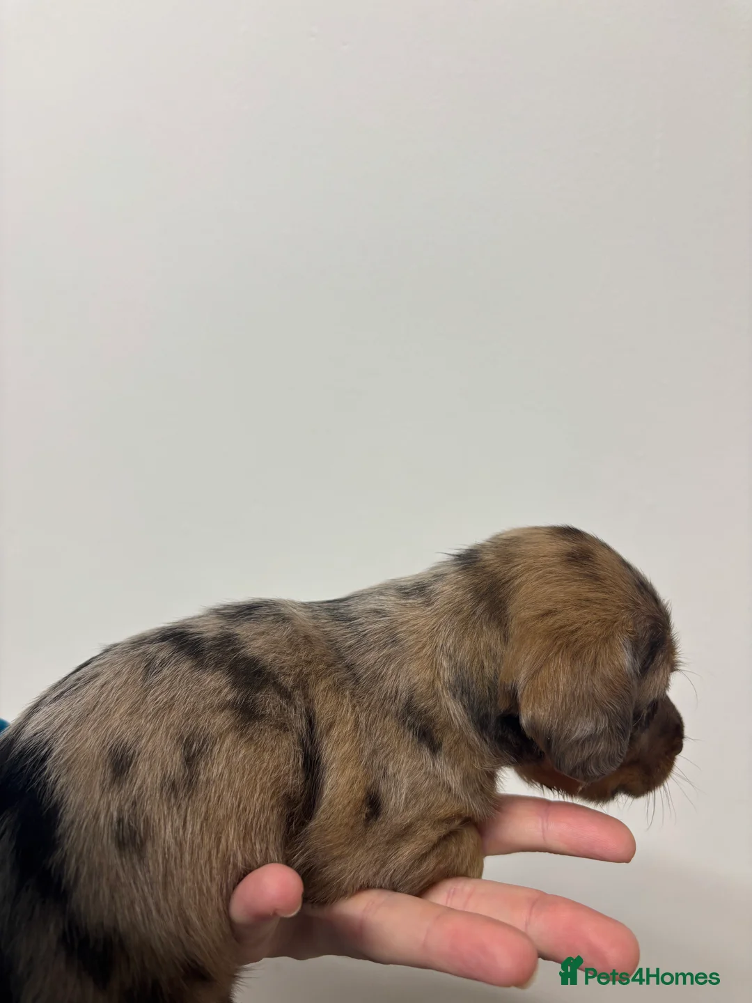 Jackshund dogs for sale:  miniature dachshund x jack Russel puppies  - Advert 8