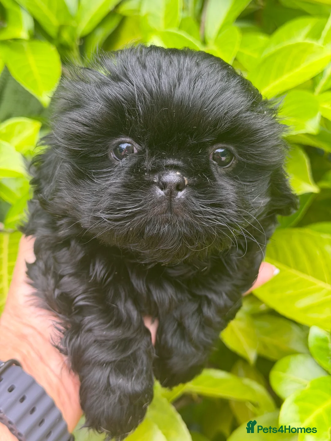 Shih Tzu dogs for sale: Stunning shihtzus  - Advert 15