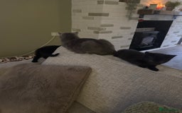 British Shorthair cats for sale: Black British Short hairs - Image 6