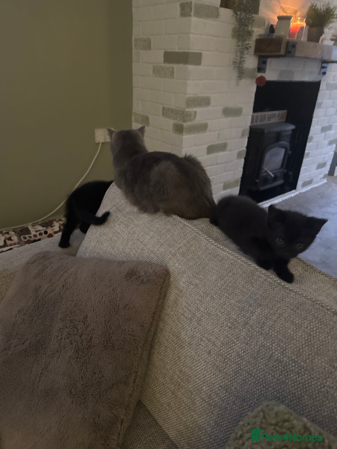 British Shorthair cats for sale: Black British Short hairs - Image 6