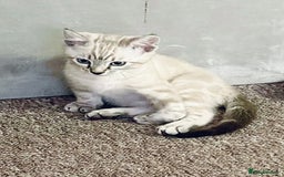 Bengal cats for sale: Pure bred Snow Bengal / Snow Leopard kittens - Image 10