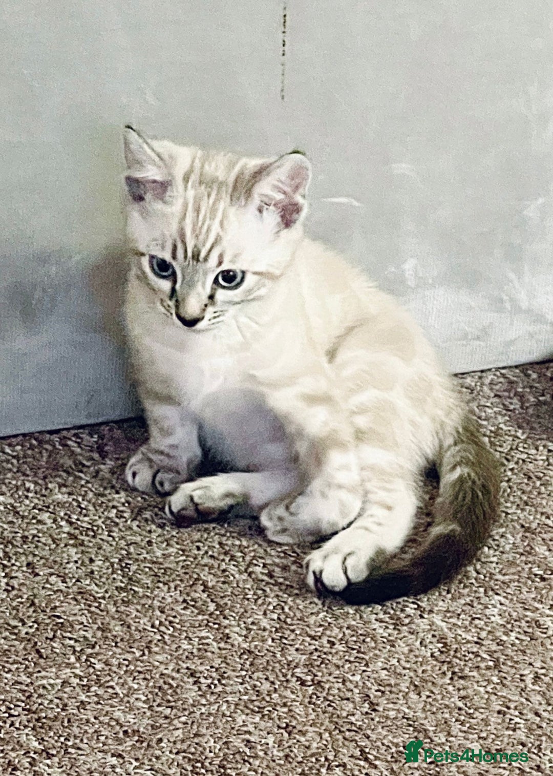 Bengal cats for sale: Pure bred Snow Bengal / Snow Leopard kittens - Image 10