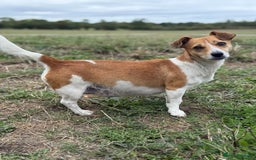 Mixed Breed dogs for sale: 4 beautiful spaniel X jack russel pups ❤️ - Image 10
